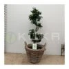 Ficus Ginseng Curvo -Semillas De Plantas ficus ginseng curvo