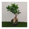 Ficus Ginseng Pre-bonsái -Semillas De Plantas ficus ginseng pre bonsai