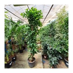 Ficus Retusa Piramide -Semillas De Plantas ficus retusa nitida 4