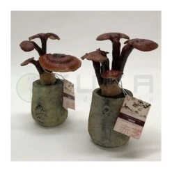 Hongo. Ganoderma Lucidum Lingzhi