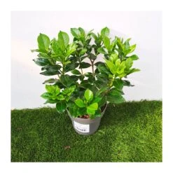 Gardenia Jasminoides Pinwheel