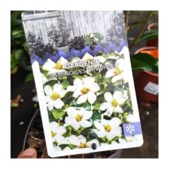 Gardenia Jasminoides Pinwheel -Semillas De Plantas gardenia jasminoides 3