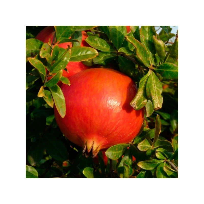 Granado Mollar 3 Granado Mollar