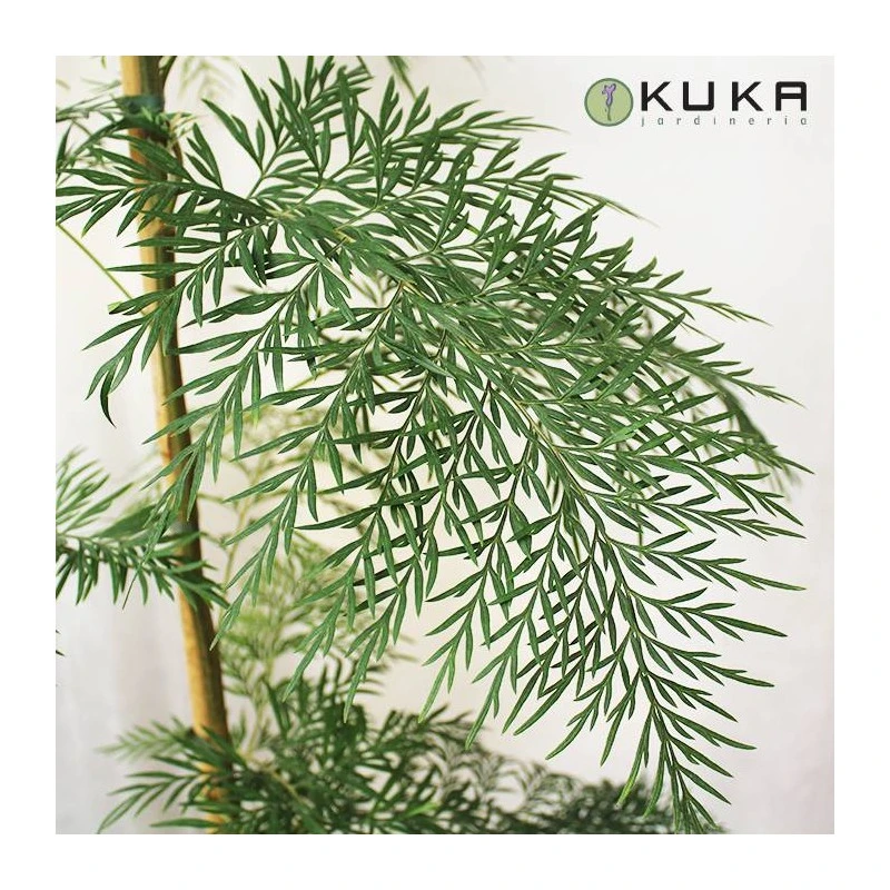 Grevillea Robusta 4 Grevillea Robusta - Imagen 2