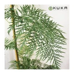 Grevillea Robusta EJEMPLAR 7 Grevillea Robusta EJEMPLAR -Semillas De Plantas grevillea robusta 5