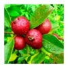 Guayaba Fresa -Semillas De Plantas guayaba fresa