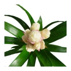 Semillas De Plantas -Semillas De Plantas guzmania candy 1