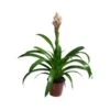 Guzmania Candy -Semillas De Plantas guzmania candy