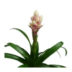Guzmania Candy -Semillas De Plantas guzmania candy 2