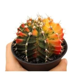 Gymnocalycium Mihanovichii Japan -Semillas De Plantas gymnocalycium mihanovichii japan 1