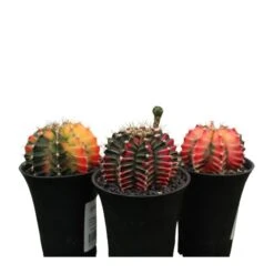 Gymnocalycium Mihanovichii Japan -Semillas De Plantas gymnocalycium mihanovichii japan 3