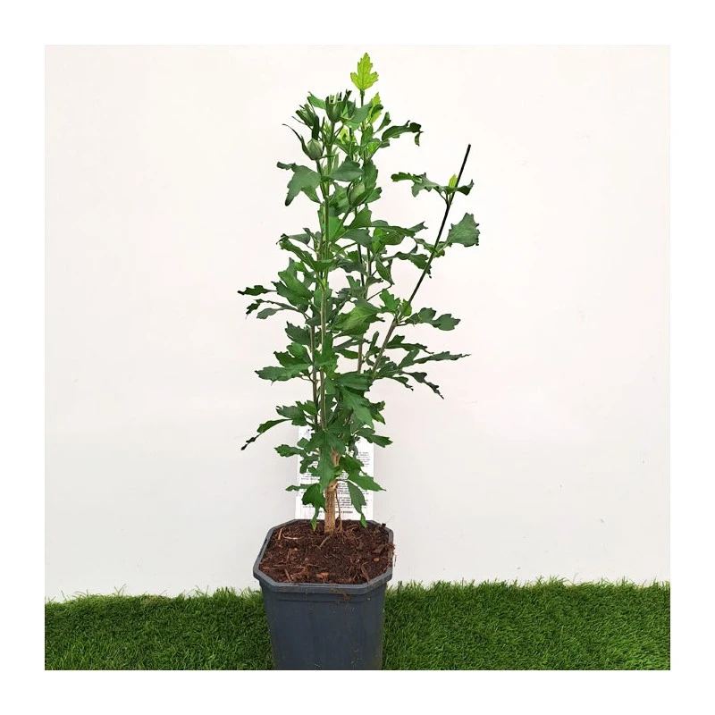 Hibiscus Syriacus Azul 4 Hibiscus Syriacus Azul - Imagen 2