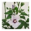 Hibiscus Syriacus Azul -Semillas De Plantas hibiscus syriacus