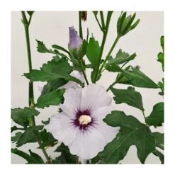 Hibiscus Syriacus Azul