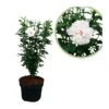 Hibiscus Syriacus Flor Doble Blanca 1 Hibiscus Syriacus Flor Doble Blanca -Semillas De Plantas hibiscus syriacus flor doble
