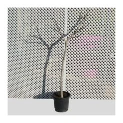 Higuera Breva Negra -Semillas De Plantas higuera breva 1