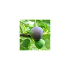 Higuera Breva Negra -Semillas De Plantas higuera breva 2