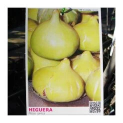 Higuera Cuello De Dama Blanca