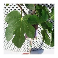 Higuera Napolitana -Semillas De Plantas higuera napolitana 3