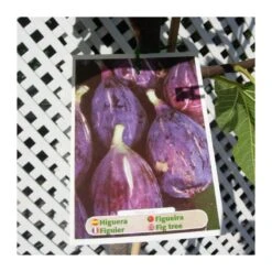 Higuera Ojo De Perdíz -Semillas De Plantas higuera ojo de perdiz 2