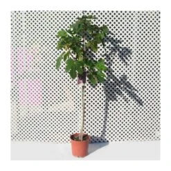 Higuera Ojo De Perdíz