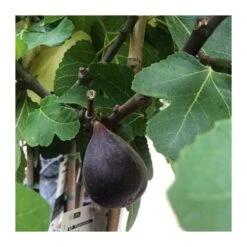 Higuera Toro Sentado -Semillas De Plantas higuera toro sentado 3