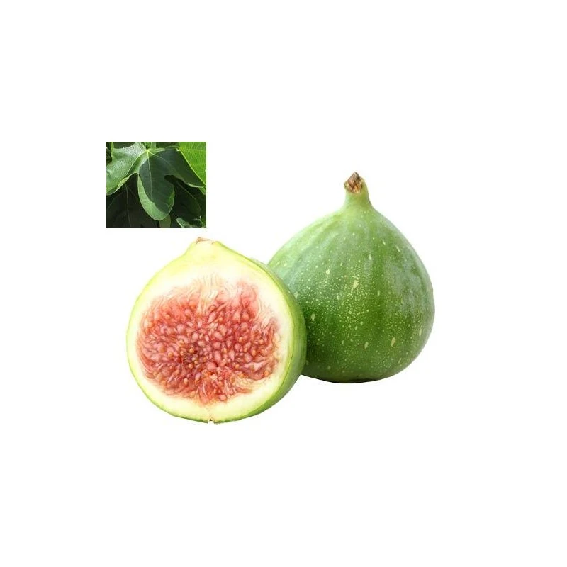 Higuera Verdal 4 Higuera Verdal - Imagen 2