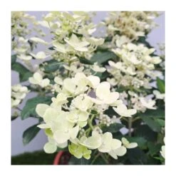 Hortensia Paniculata -Semillas De Plantas hortensia paniculata 2