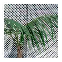 Semillas De Plantas -Semillas De Plantas howea forsteriana 1