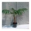 Howea Forsteriana EJEMPLAR -Semillas De Plantas howea forsteriana