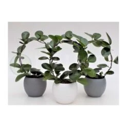 Hoya Australis -Semillas De Plantas hoya austraulis 2