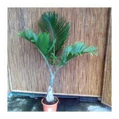 Hyophorbe Lagenicaulis