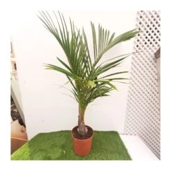 Hyophorbe Verschafelti