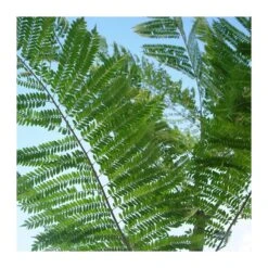 Jacaranda Mimosifolia EJEMPLAR -Semillas De Plantas jacaranda mimosifolia 2