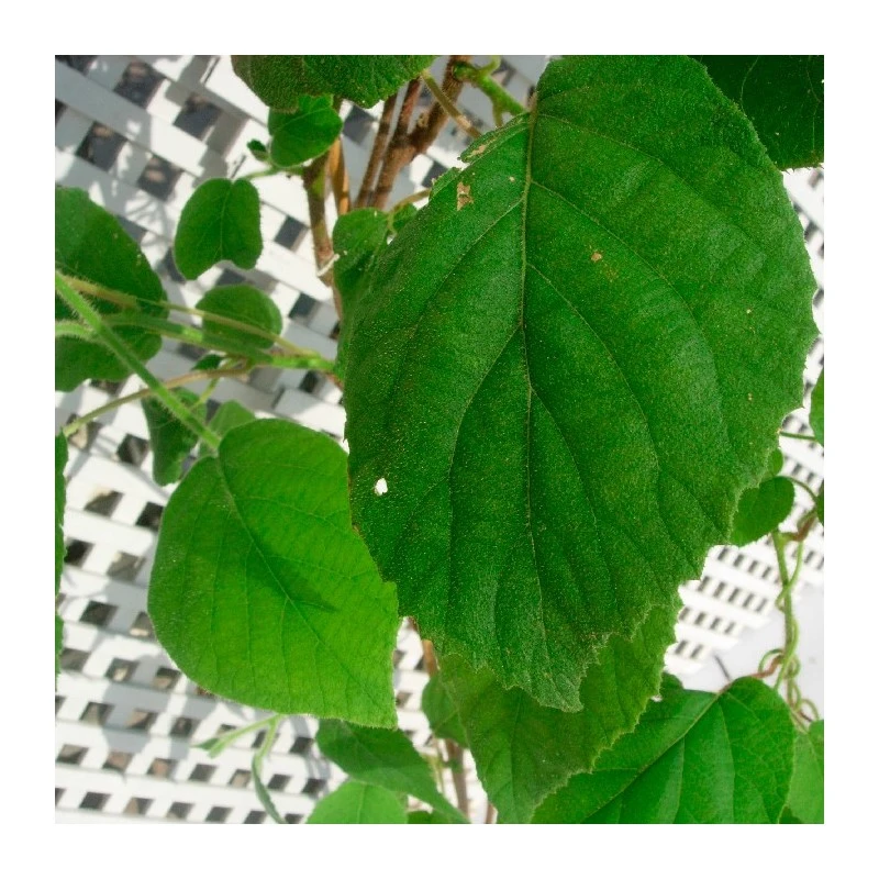 Kiwi Autofertil Kiwiño 4 Kiwi Autofertil Kiwiño - Imagen 2