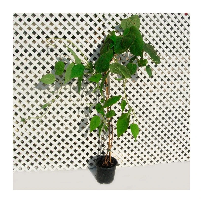 Kiwi Autofertil Kiwiño 3 Kiwi Autofertil Kiwiño