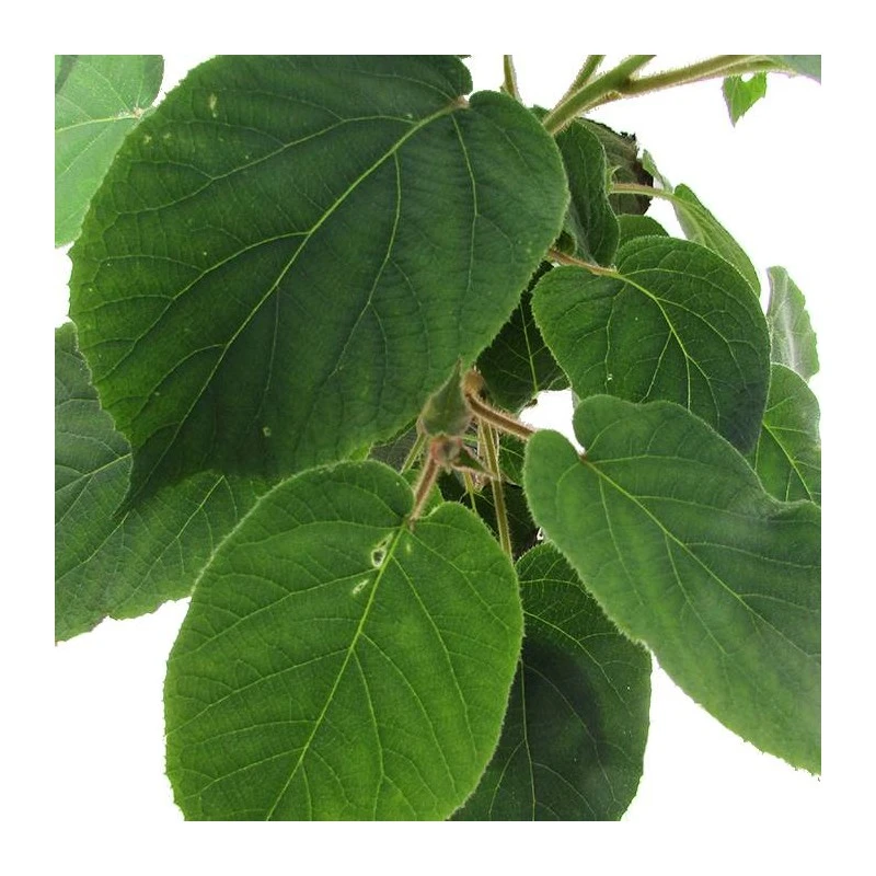 Kiwi Deliciosa Golden 4 Kiwi Deliciosa Golden - Imagen 2