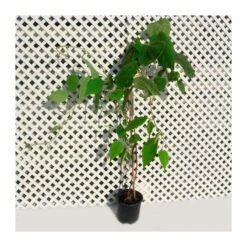 Kiwiño Arguta Genevai