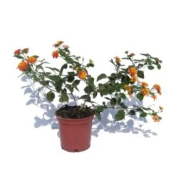 Lantana Camara Rosa-naranja 9 Lantana Camara Rosa-naranja -Semillas De Plantas lantana camara 1