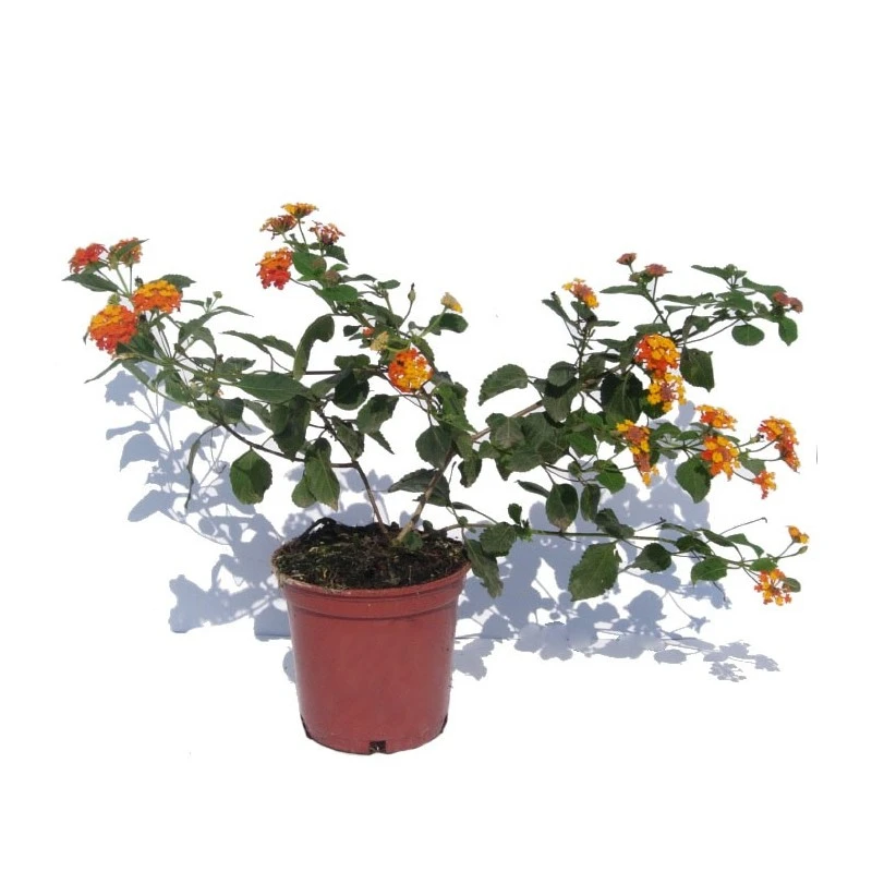Lantana Camara Rosa-naranja 4 Lantana Camara Rosa-naranja - Imagen 2