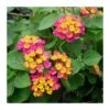Lantana Camara Rosa-naranja -Semillas De Plantas lantana camara