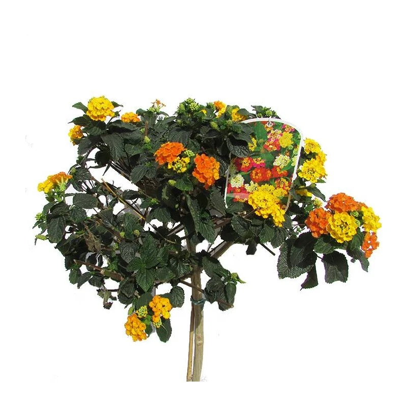 Lantana Camara Rosa-naranja 6 Lantana Camara Rosa-naranja - Imagen 4