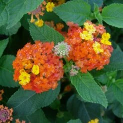 Lantana Camara Rosa-naranja 12 Lantana Camara Rosa-naranja -Semillas De Plantas lantana camara 4