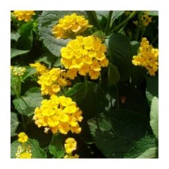 Lantana Camara Rosa-naranja 13 Lantana Camara Rosa-naranja -Semillas De Plantas lantana camara 5