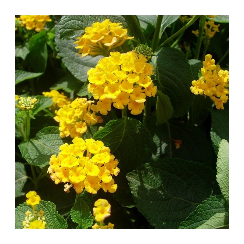 Lantana Camara Rosa-naranja 8 Lantana Camara Rosa-naranja - Imagen 6