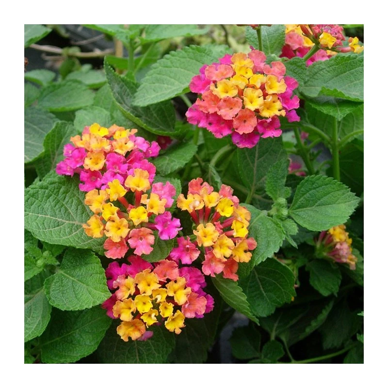 Lantana Camara Rosa-naranja 3 Lantana Camara Rosa-naranja