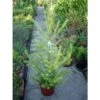 Larix Decidua 2 Larix Decidua -Semillas De Plantas larix decidua