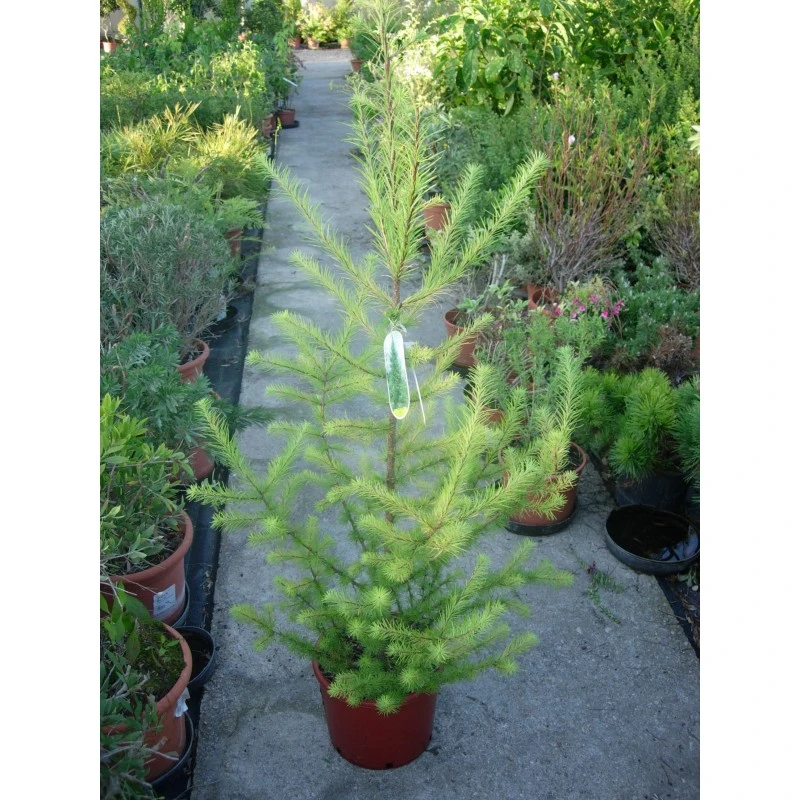 Larix Decidua 3 Larix Decidua
