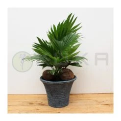 Livistona Rotundifolia -Semillas De Plantas livistona rotundifolia 2