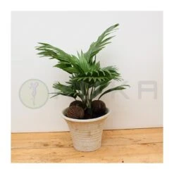 Livistona Rotundifolia